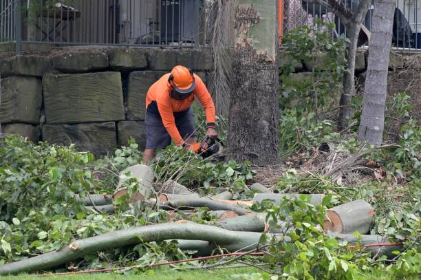 Why Choose Our Tree Removal Services in Battlefield, MO?